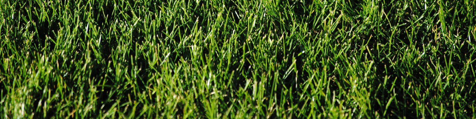 Frisco_Lawn_Care-5-100